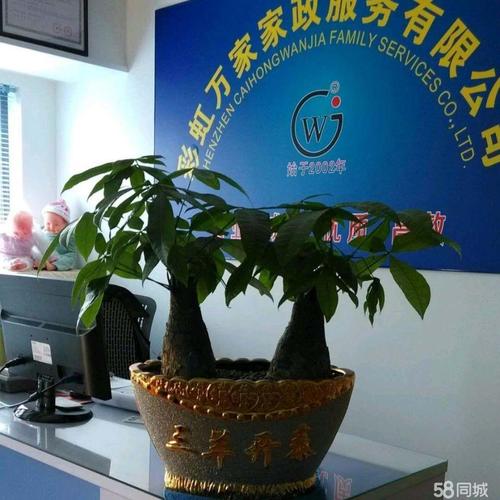 育儿家政公司如何选？这5点标准必看